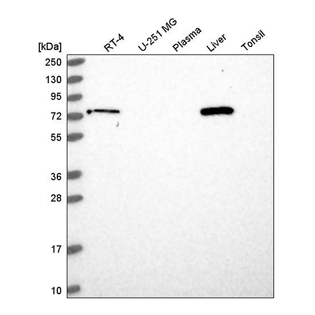 Atlas Antibodies Anti-LCMT2 Antibody