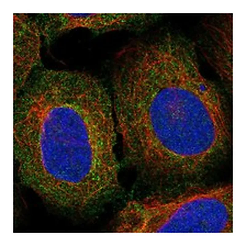 Atlas Antibodies Anti-LECT2 Antibody