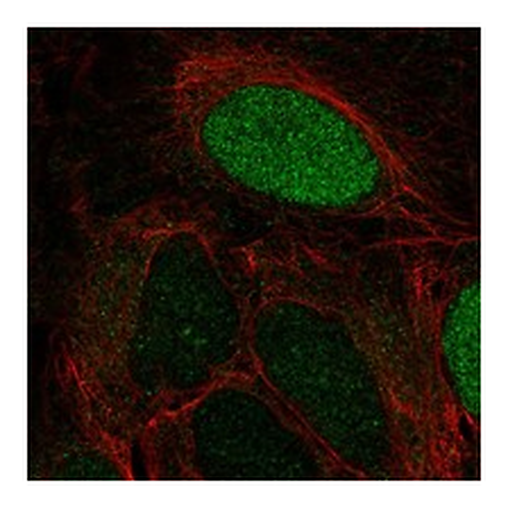 Atlas Antibodies Anti-LEKR1 Antibody