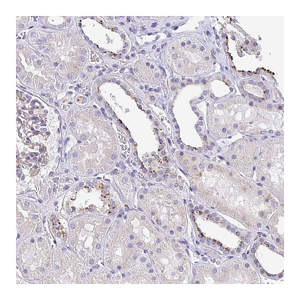Atlas Antibodies Anti-LENG9 Antibody