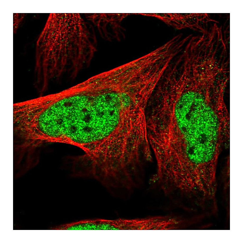 Atlas Antibodies Anti-LENG8 Antibody