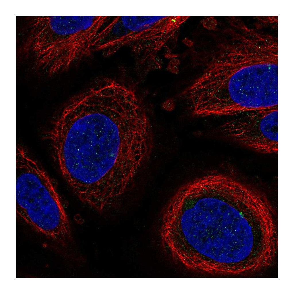 Atlas Antibodies Anti-LEPROT Antibody