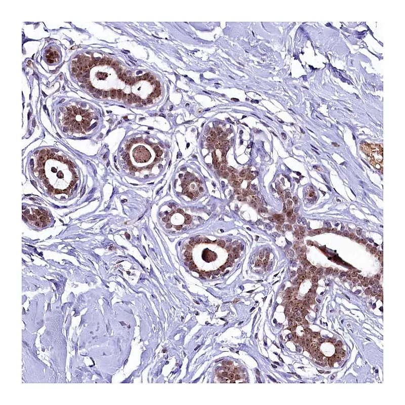Atlas Antibodies Anti-LEUTX Antibody