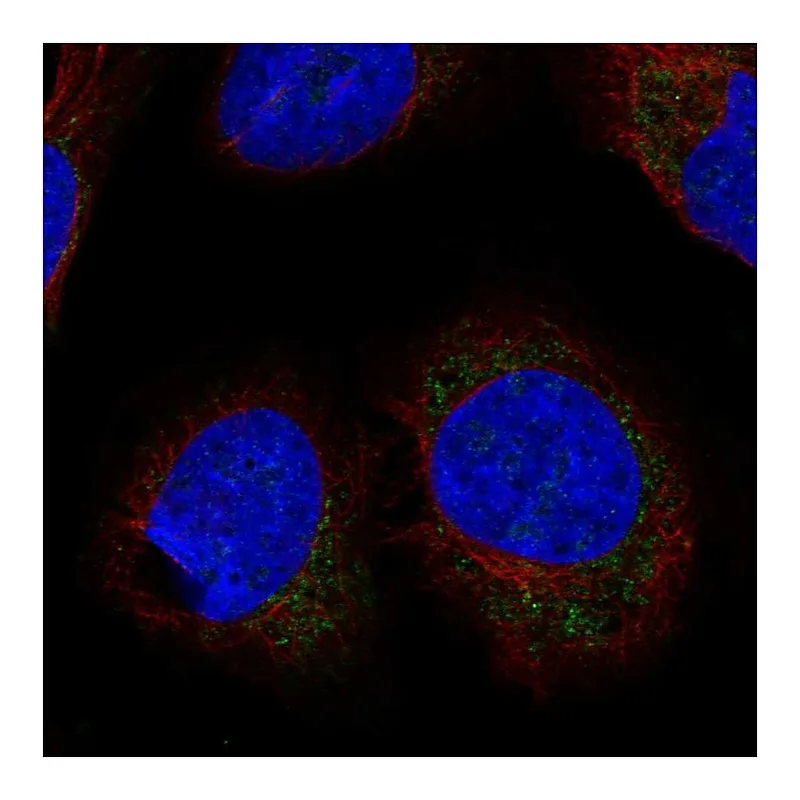 Atlas Antibodies Anti-LETMD1 Antibody