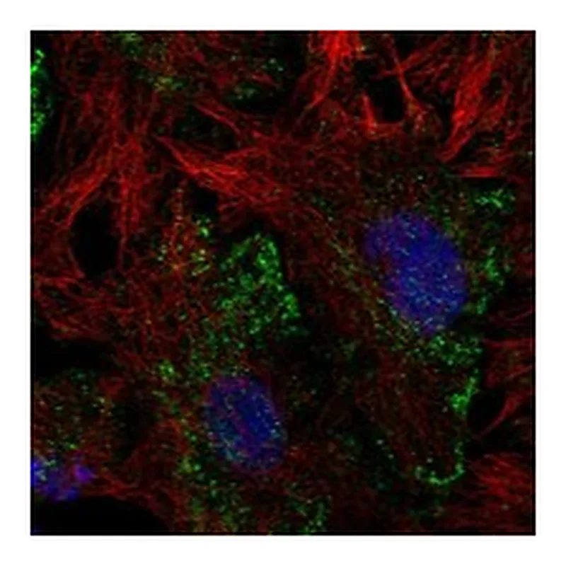Atlas Antibodies Anti-LHFPL2 Antibody