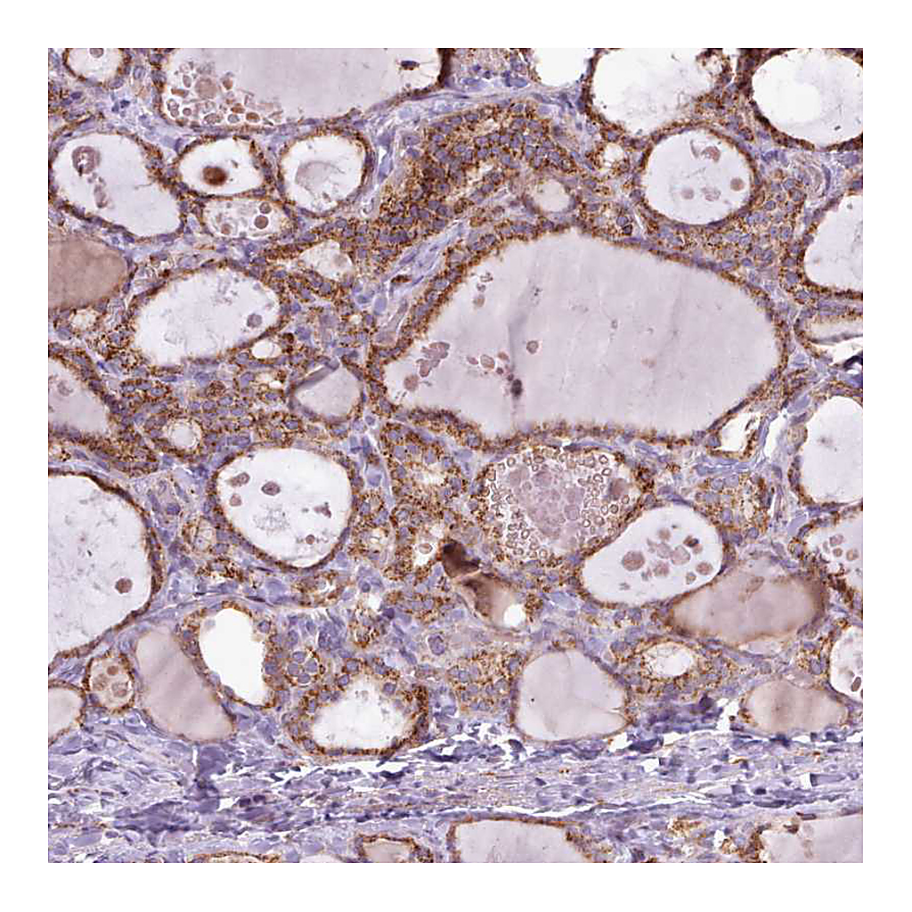Atlas Antibodies Anti-LIN7C Antibody