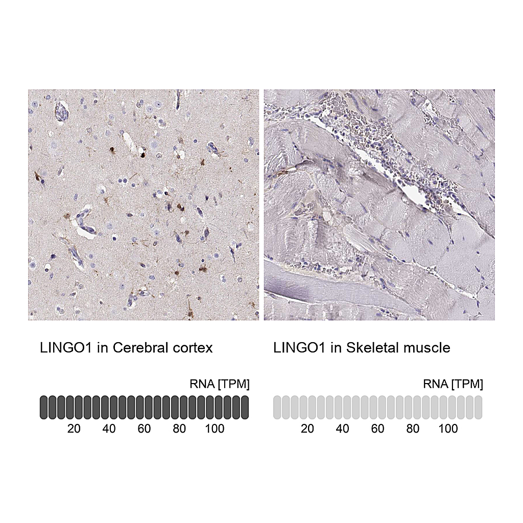 Atlas Antibodies Anti-LINGO1 Antibody