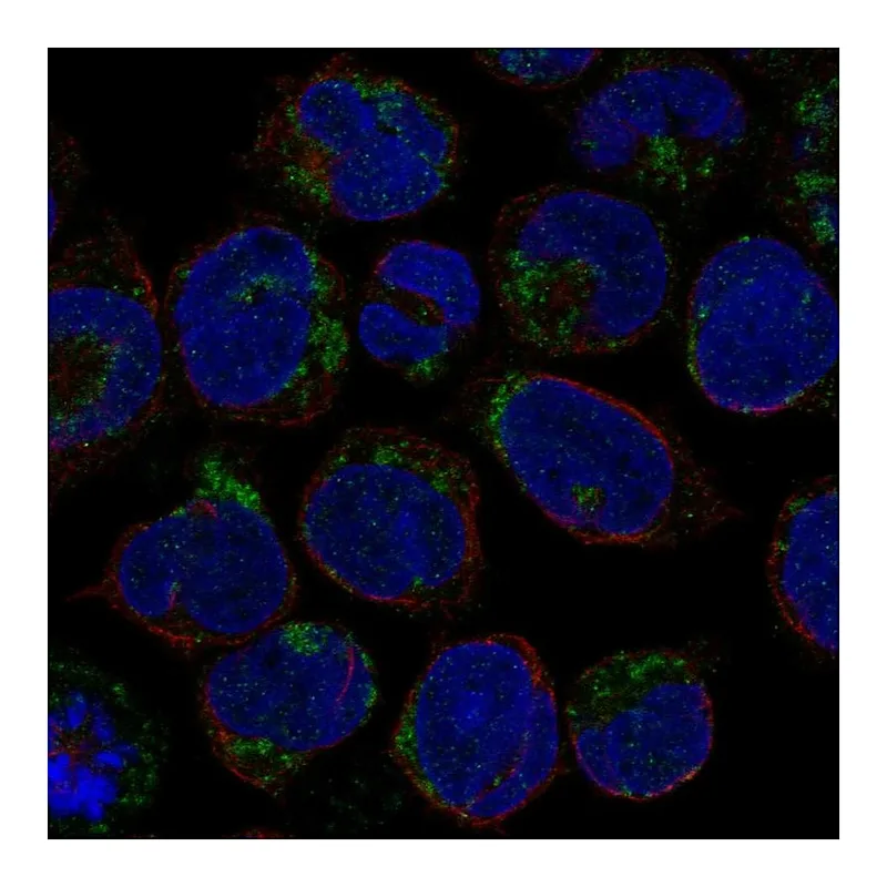 Atlas Antibodies Anti-LINGO3 Antibody