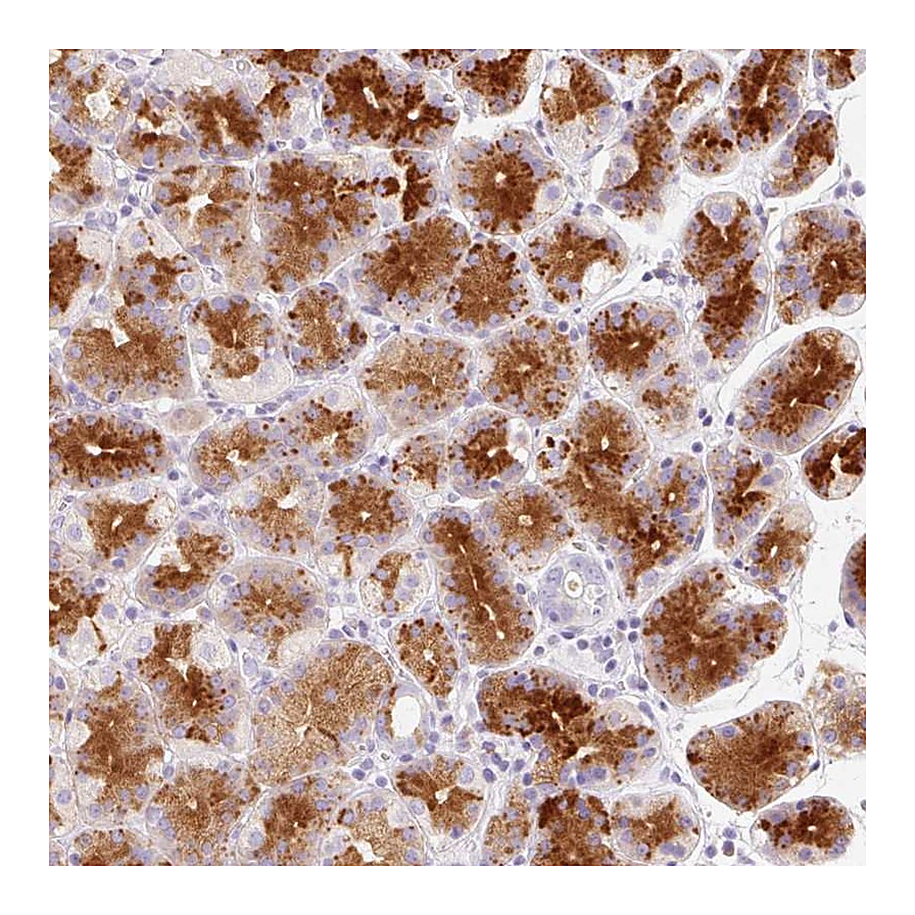 Atlas Antibodies Anti-LINGO3 Antibody