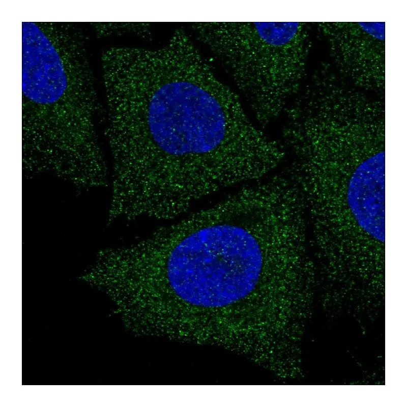 Atlas Antibodies Anti-LIX1L Antibody