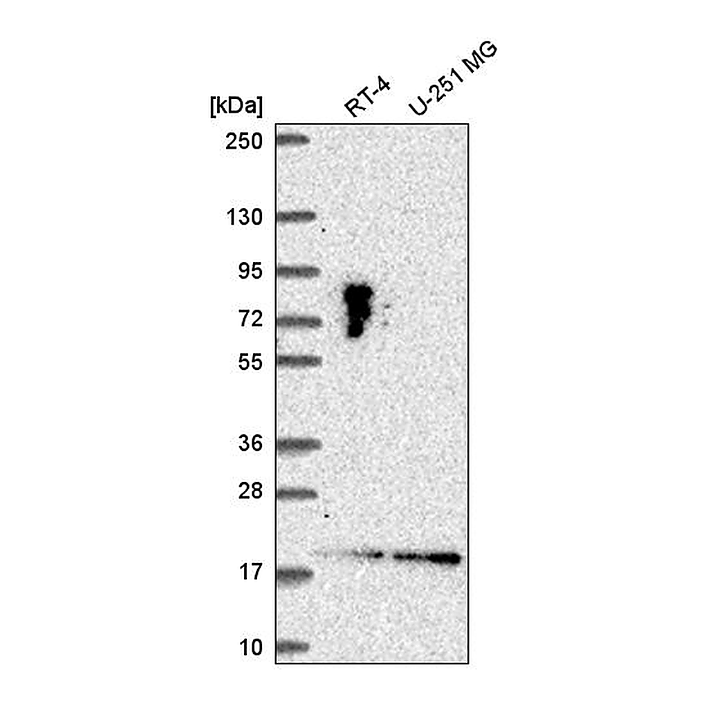 Atlas Antibodies Anti-LLPH Antibody