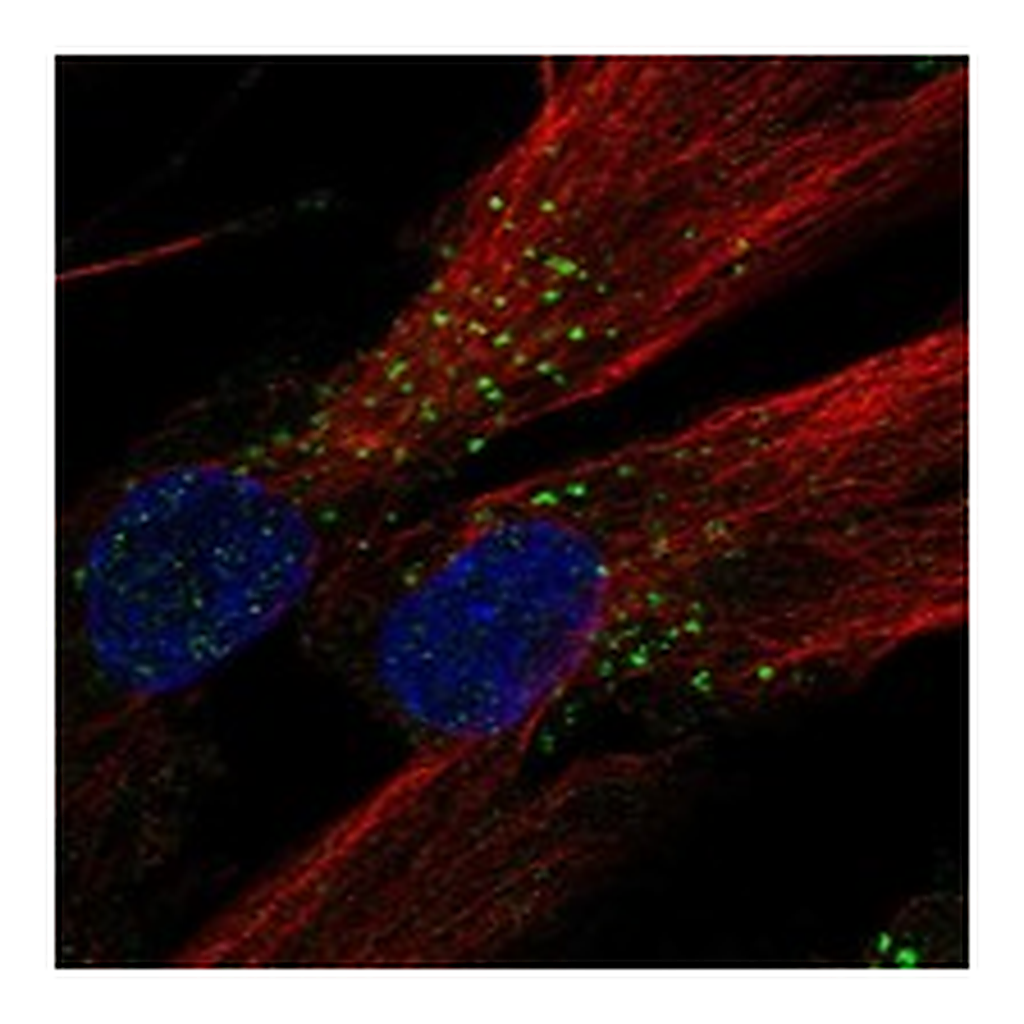 Atlas Antibodies Anti-LMBRD1 Antibody