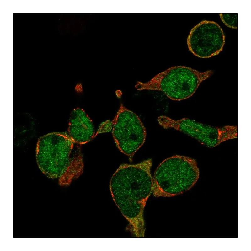 Atlas Antibodies Anti-LMO2 Antibody