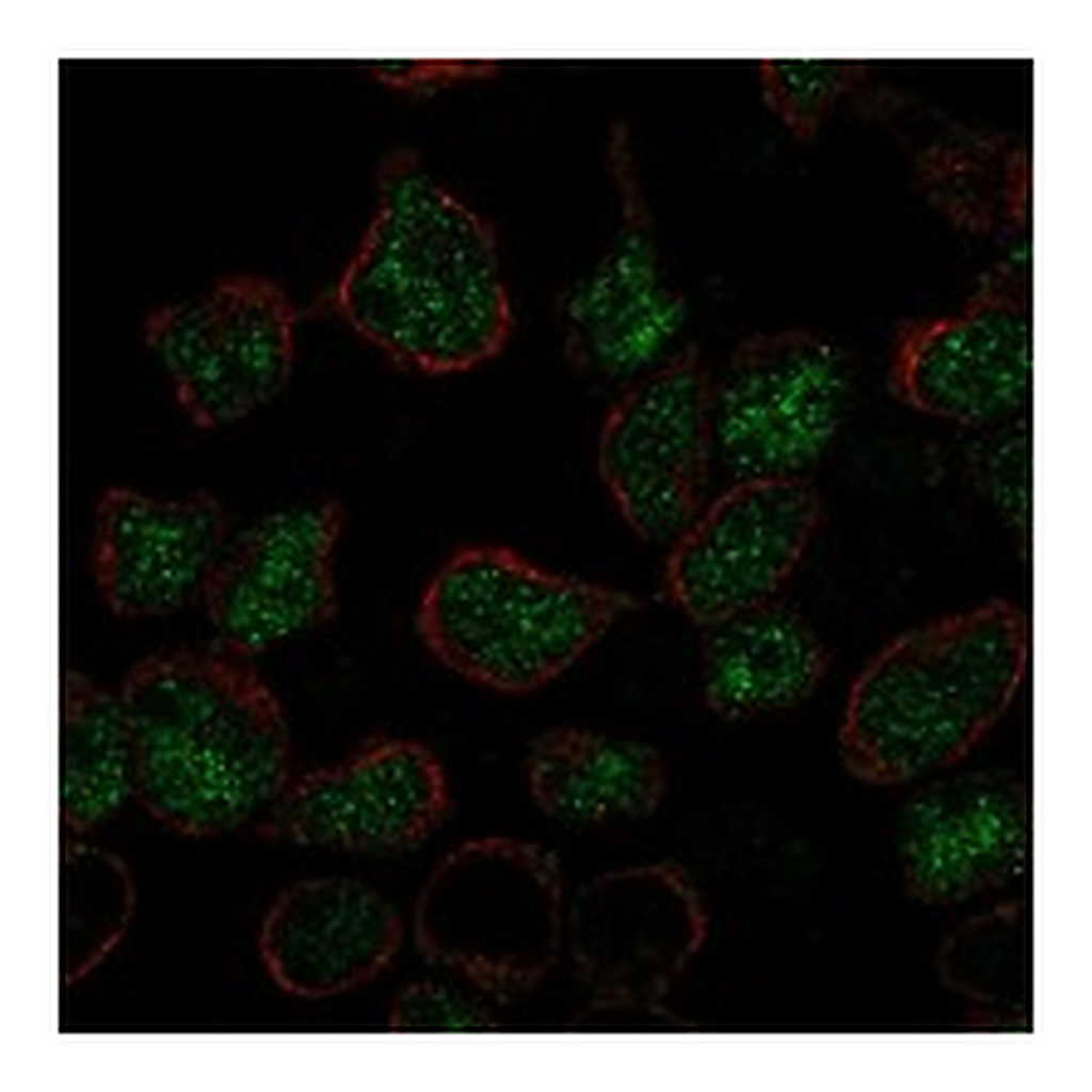 Atlas Antibodies Anti-LMO2 Antibody
