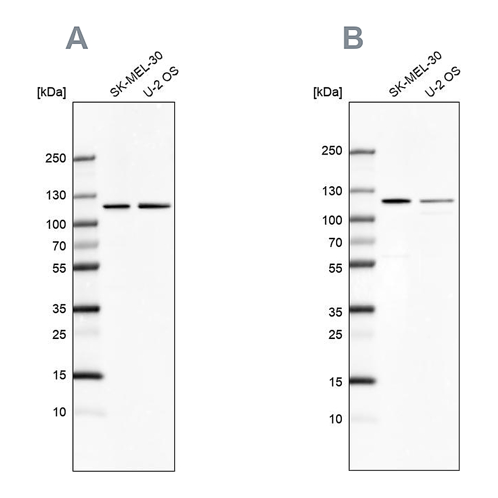Atlas Antibodies Anti-LONP1 Antibody