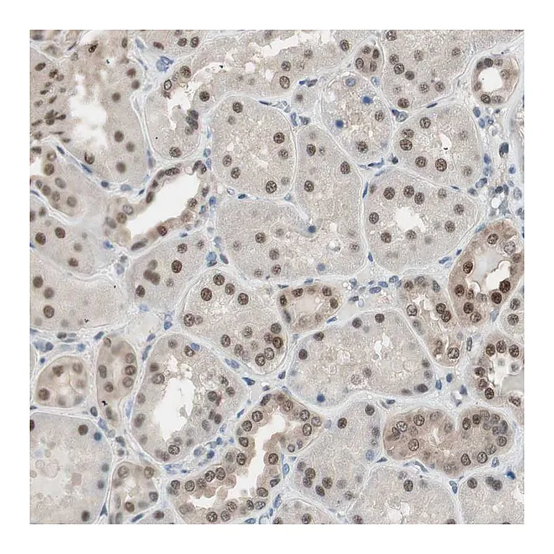 Atlas Antibodies Anti-LONP2 Antibody