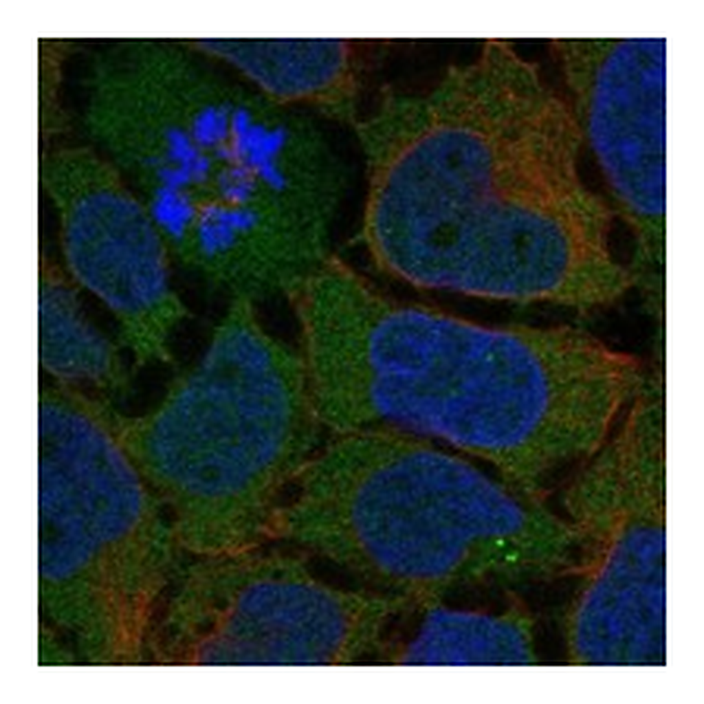 Atlas Antibodies Anti-ADGRG7 Antibody
