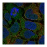 Atlas Antibodies Anti-ADGRG7 Antibody