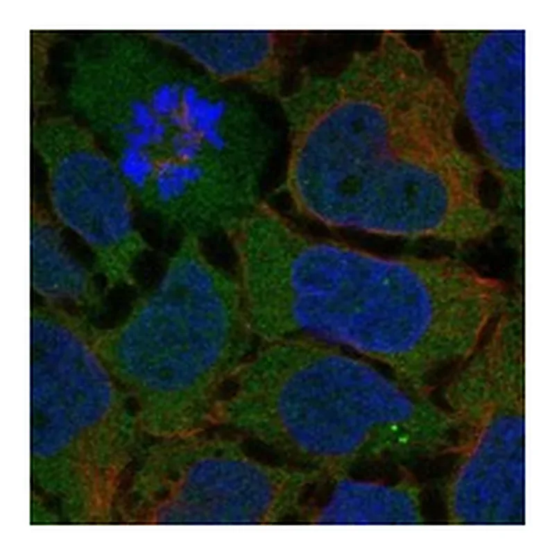 Atlas Antibodies Anti-ADGRG7 Antibody