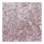 Atlas Antibodies Anti-ADGRV1 Antibody