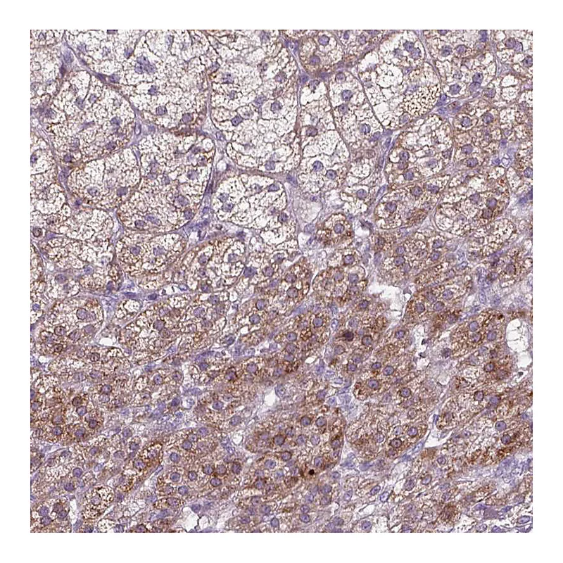 Atlas Antibodies Anti-ADGRV1 Antibody