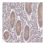 Atlas Antibodies Anti-ADH5 Antibody