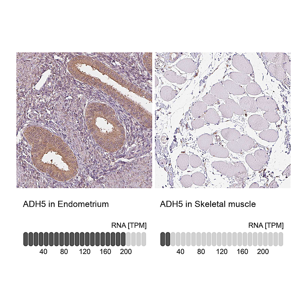 Atlas Antibodies Anti-ADH5 Antibody