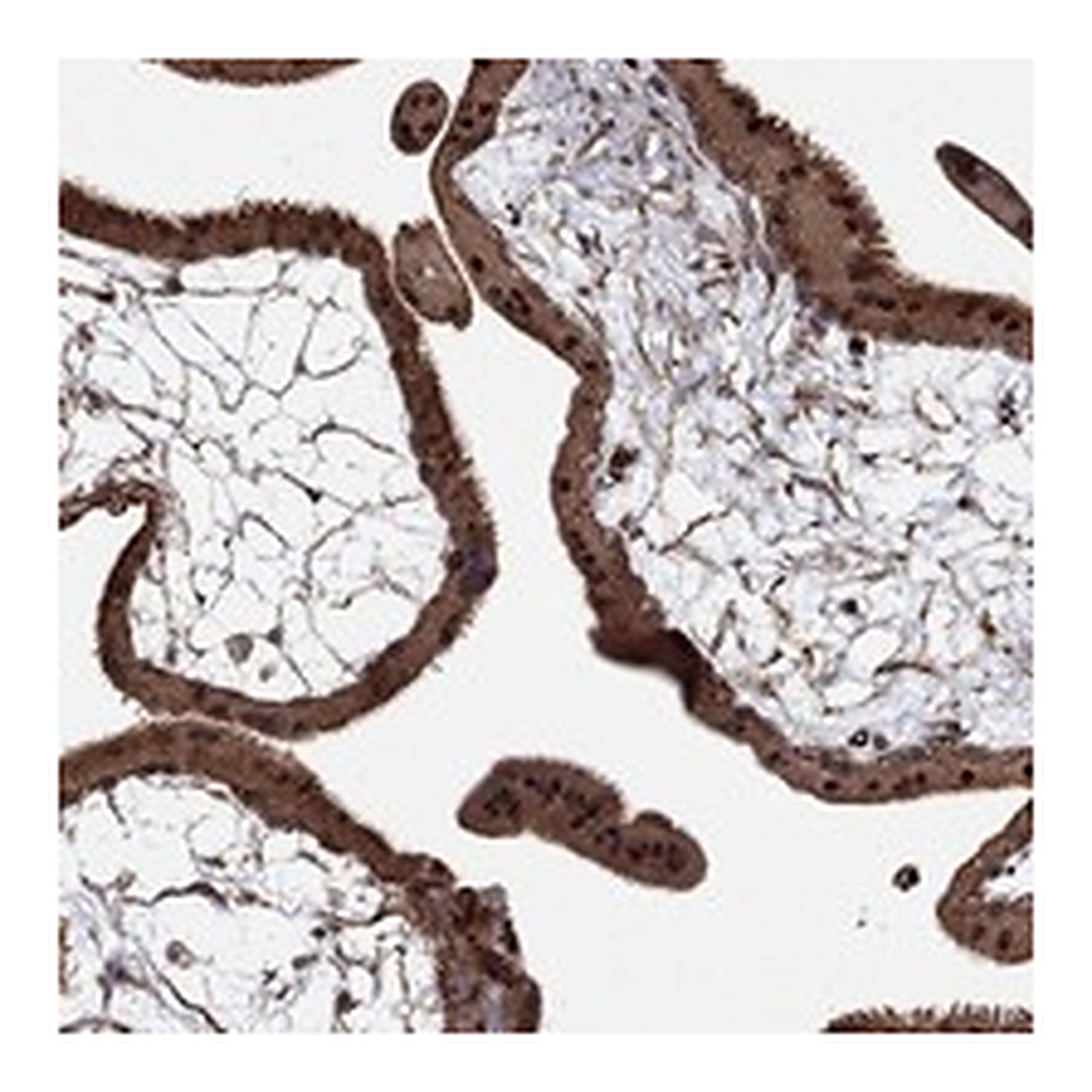 Atlas Antibodies Anti-ADM Antibody