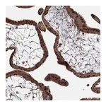 Atlas Antibodies Anti-ADM Antibody