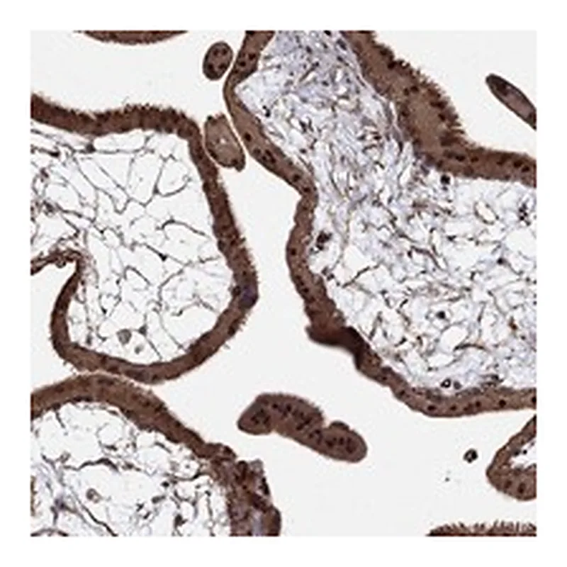 Atlas Antibodies Anti-ADM Antibody