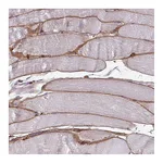 Atlas Antibodies Anti-ADIPOQ Antibody