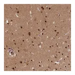 Atlas Antibodies Anti-ADIG Antibody