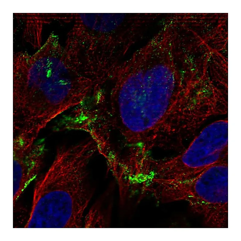Atlas Antibodies Anti-ADORA1 Antibody
