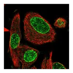 Atlas Antibodies Anti-ADPRH Antibody