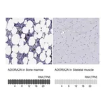 Atlas Antibodies Anti-ADORA2A Antibody