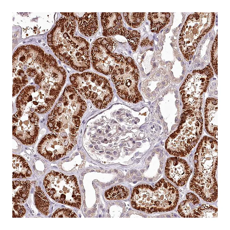 Atlas Antibodies Anti-ADRA1D Antibody