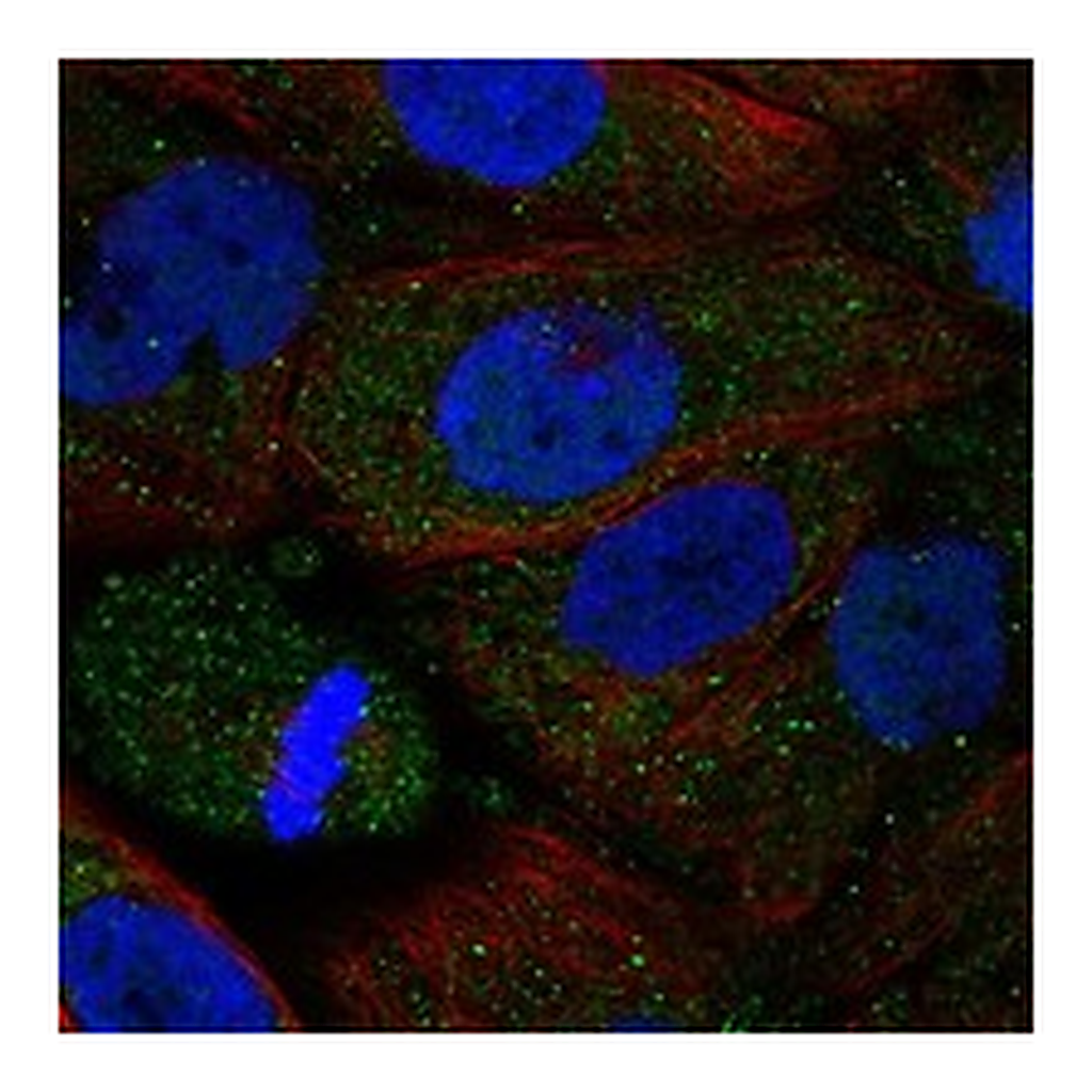 Atlas Antibodies Anti-ADRA2B Antibody