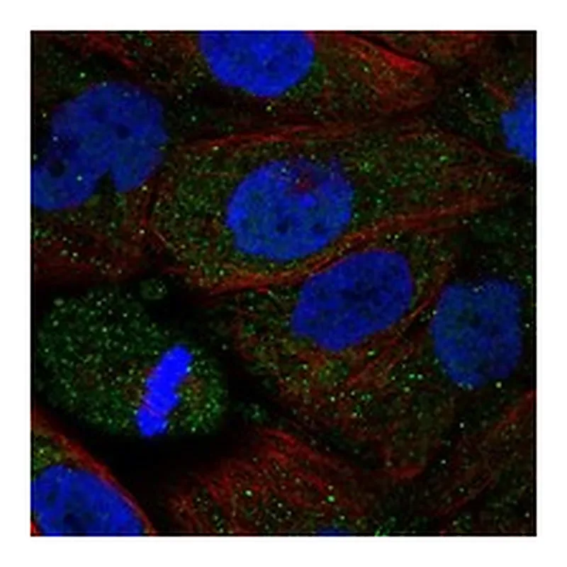 Atlas Antibodies Anti-ADRA2B Antibody