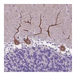 Atlas Antibodies Anti-ADRA2B Antibody
