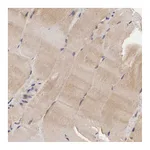 Atlas Antibodies Anti-ADSL Antibody
