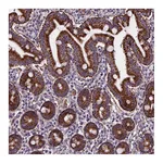 Atlas Antibodies Anti-AEBP1 Antibody