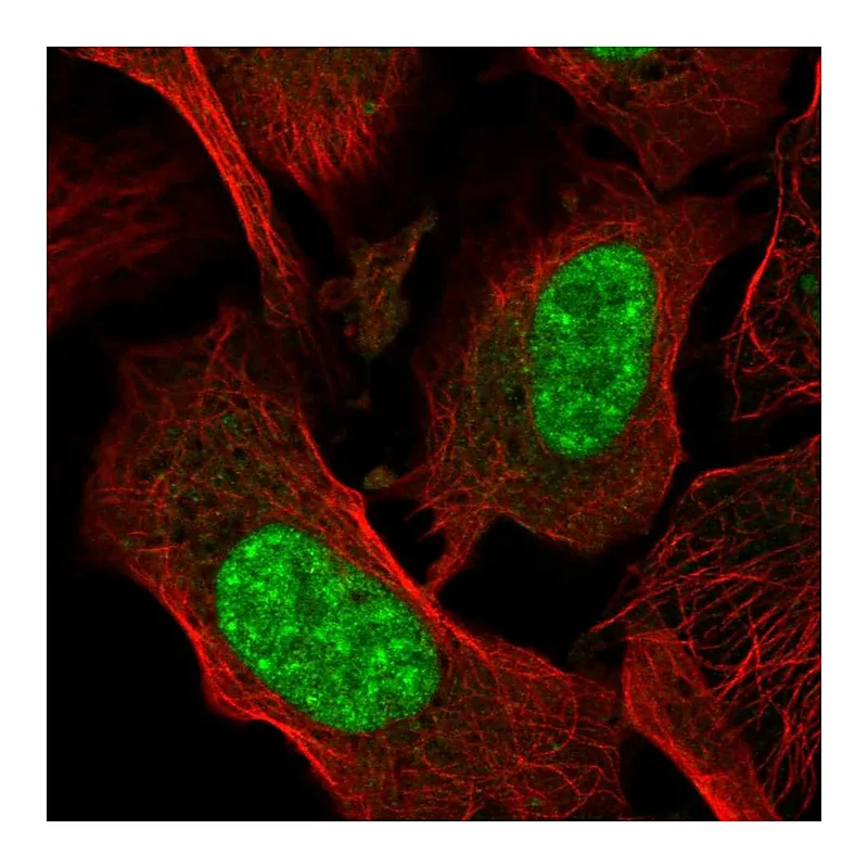 Atlas Antibodies Anti-AES Antibody