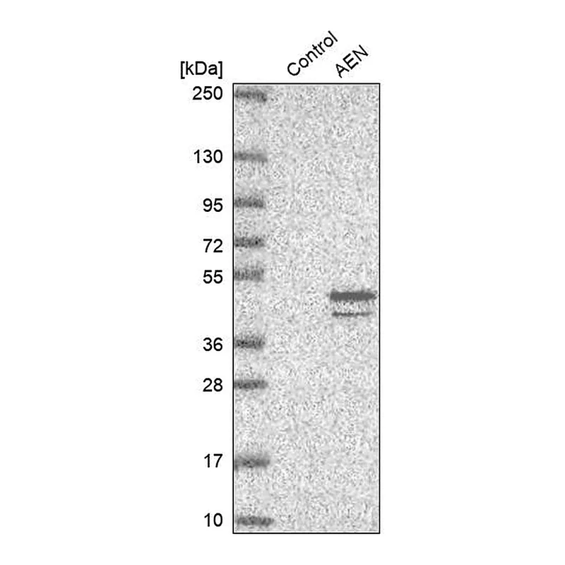 Atlas Antibodies Anti-AEN Antibody