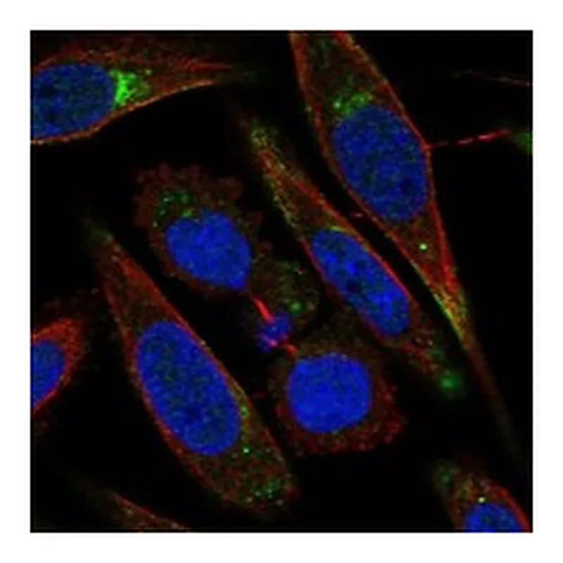 Atlas Antibodies Anti-LRP11 Antibody