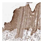 Atlas Antibodies Anti-AFDN Antibody