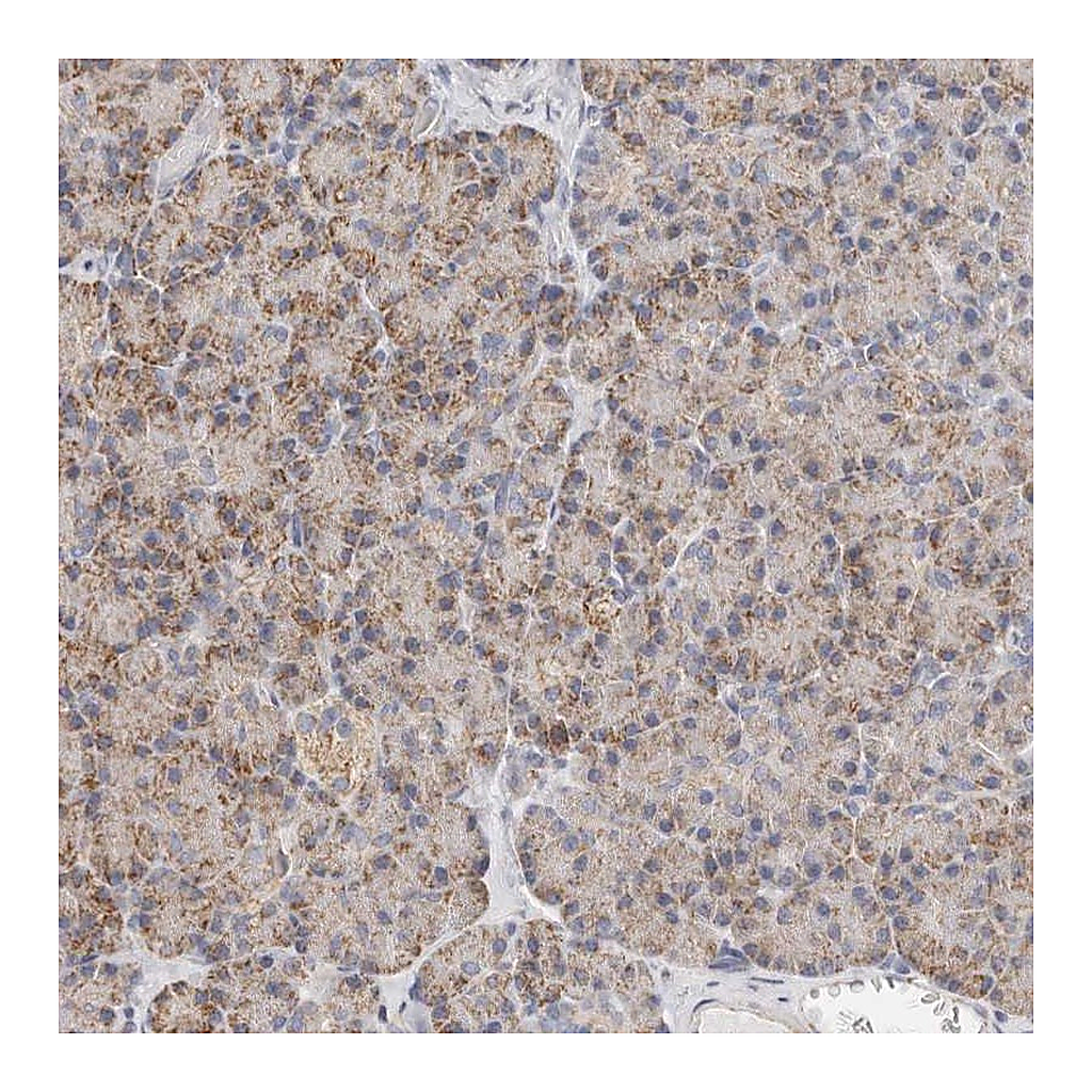 Atlas Antibodies Anti-AFDN Antibody