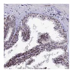 Atlas Antibodies Anti-AFF3 Antibody