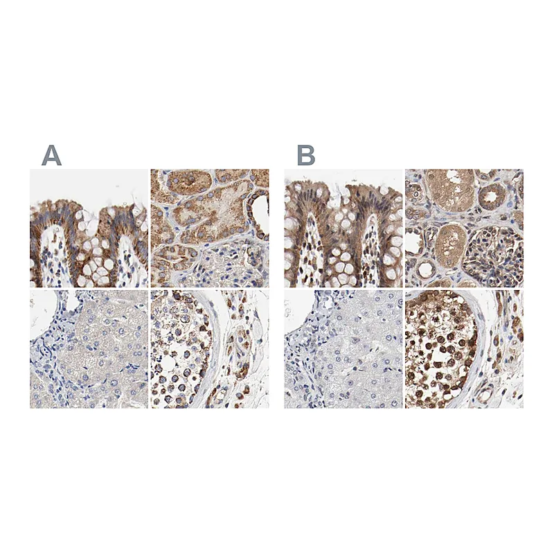 Atlas Antibodies Anti-AFG3L2 Antibody