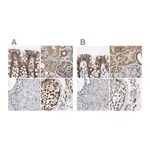Atlas Antibodies Anti-AFG3L2 Antibody
