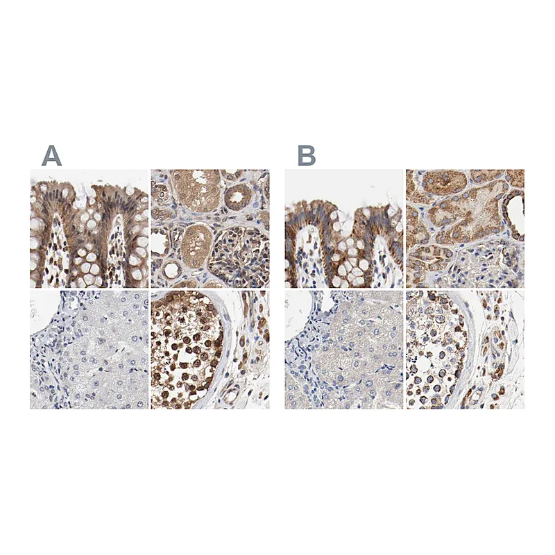 Atlas Antibodies Anti-AFG3L2 Antibody